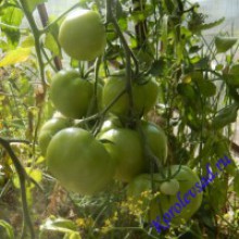 Редкие сорта томатов Ведерница